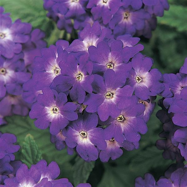 Quartz Blue Verbena - Bloom