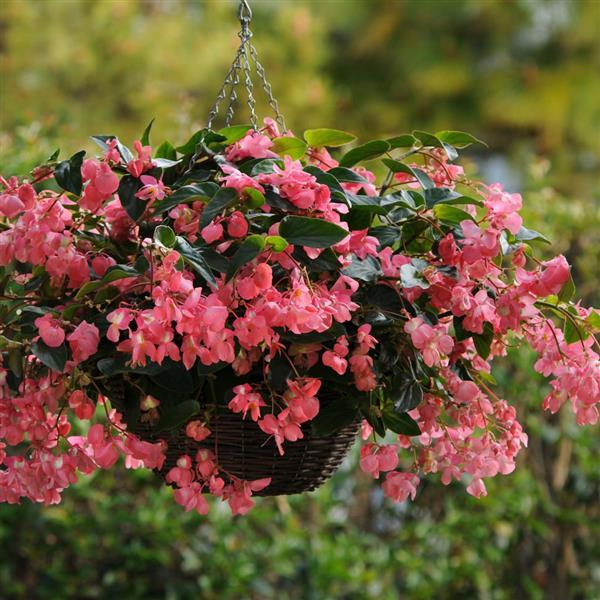 Dragon Wing® Pink Begonia - Basket