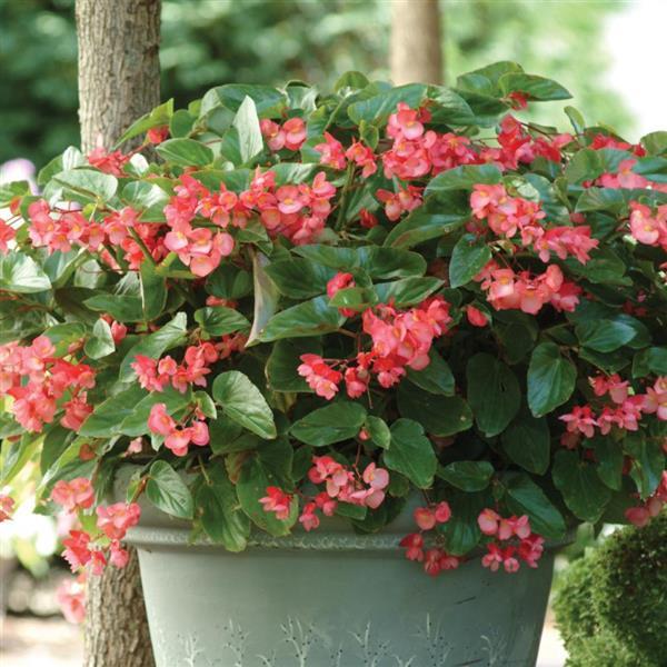 Dragon Wing® Pink Begonia - Container