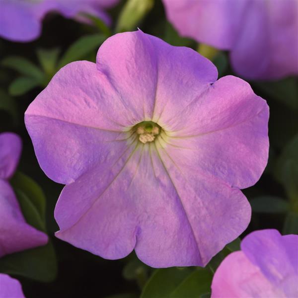 Madness® Lilac Petunia - Bloom