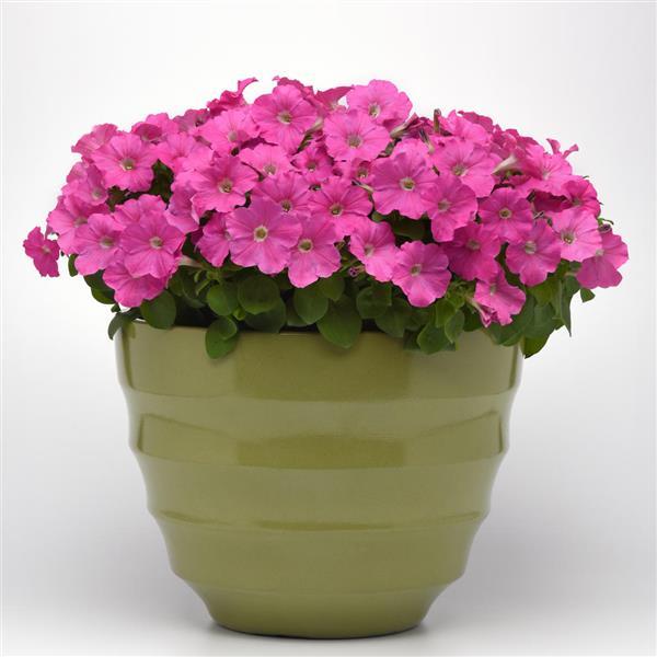 Madness® Pink Petunia - Container
