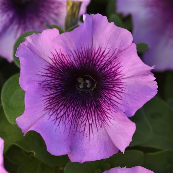 Madness® Plum Crazy Petunia - Bloom