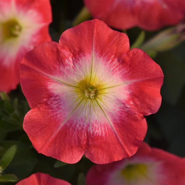 Madness® Red Morn Petunia - Bloom
