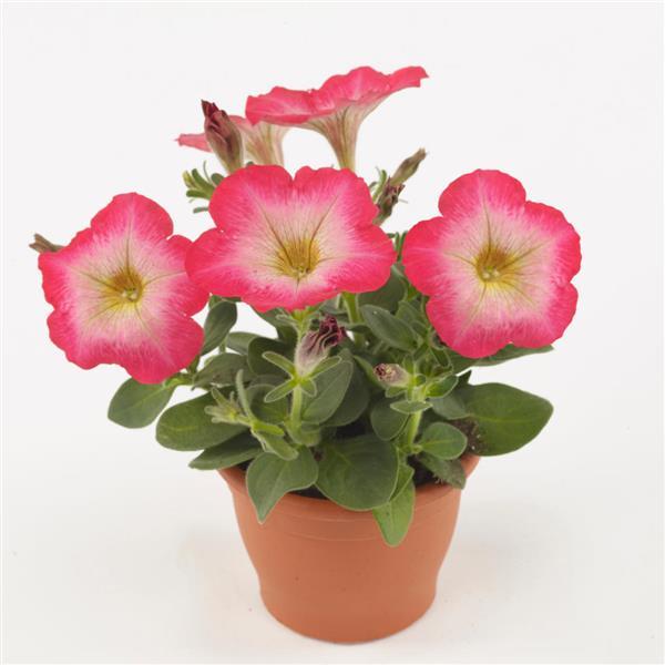 Madness® Red Morn Petunia - Container