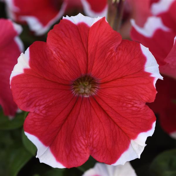 Madness® Red Picotee Petunia - Bloom