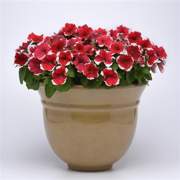 Madness® Red Picotee Petunia - Container