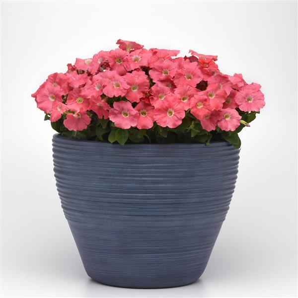 Madness® Simply Petunia - Container