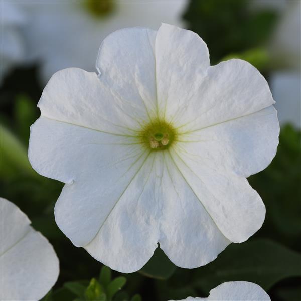 Madness® White Petunia - Bloom