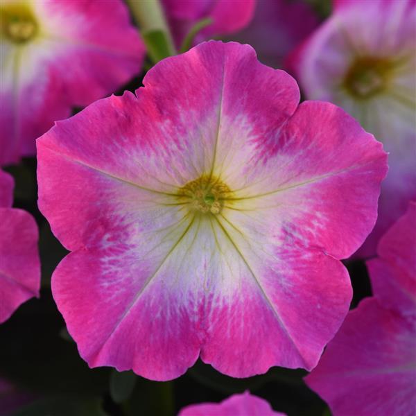Madness® Rose Morn Petunia - Bloom