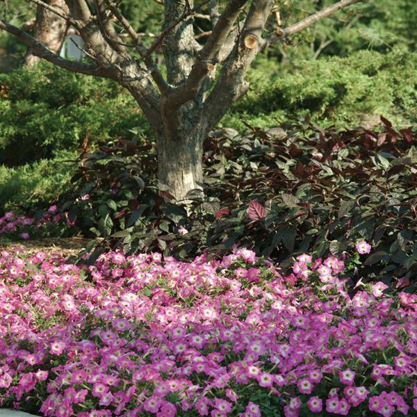 Madness® Rose Morn Petunia - Landscape