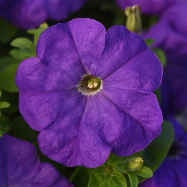 Madness® Mid-Blue Petunia - Bloom