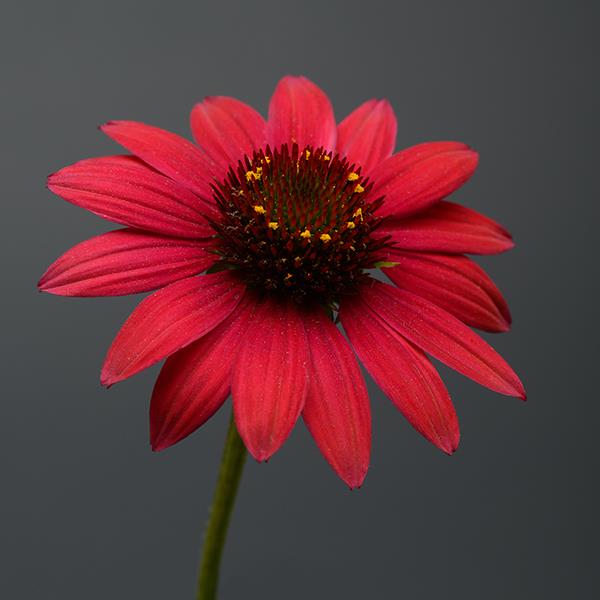 Echinacea Sombrero® Baja Burgundy - Bloom