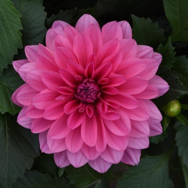 Venti™ Light Rose Dahlia - Bloom