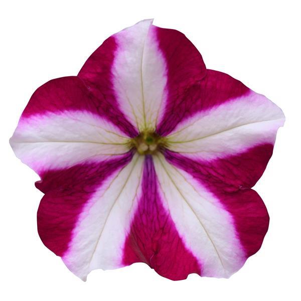 Easy Wave® Burgundy Star Spreading Petunia - Bloom