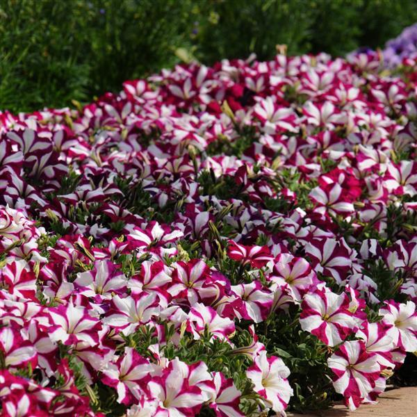 Easy Wave® Burgundy Star Spreading Petunia - Commercial Landscape 1