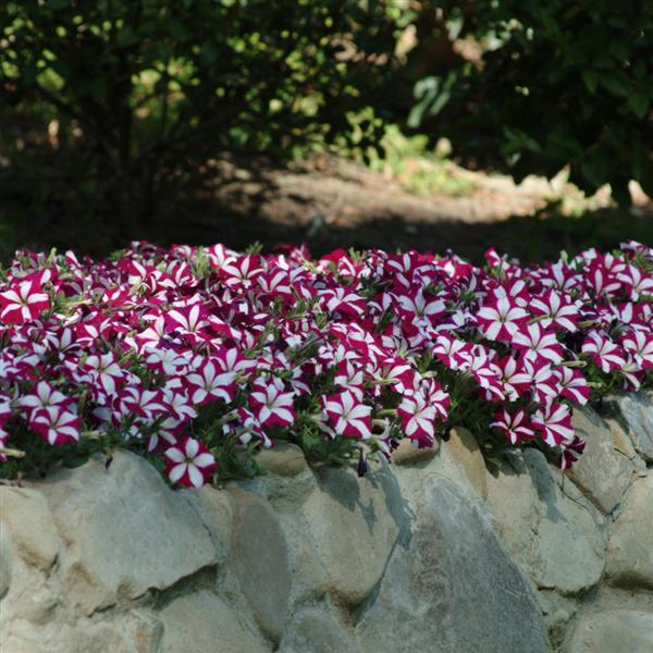 Easy Wave® Burgundy Star Spreading Petunia - Commercial Landscape 2