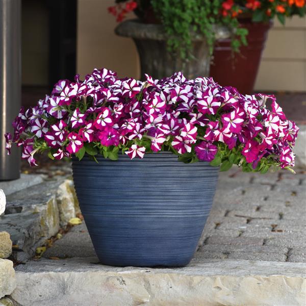 Easy Wave® Burgundy Star Spreading Petunia - Container