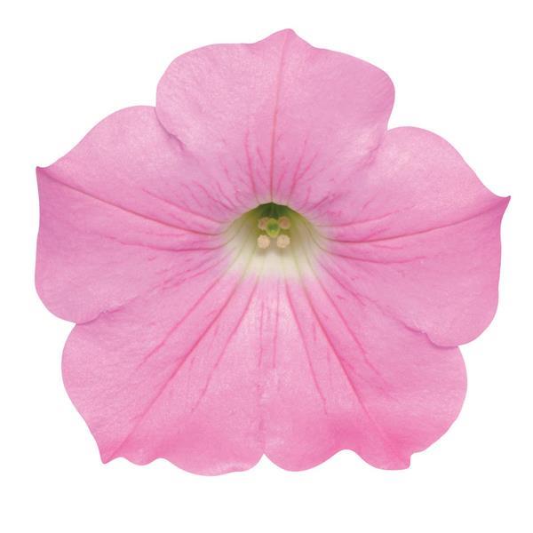Easy Wave® Pink Spreading Petunia - Bloom