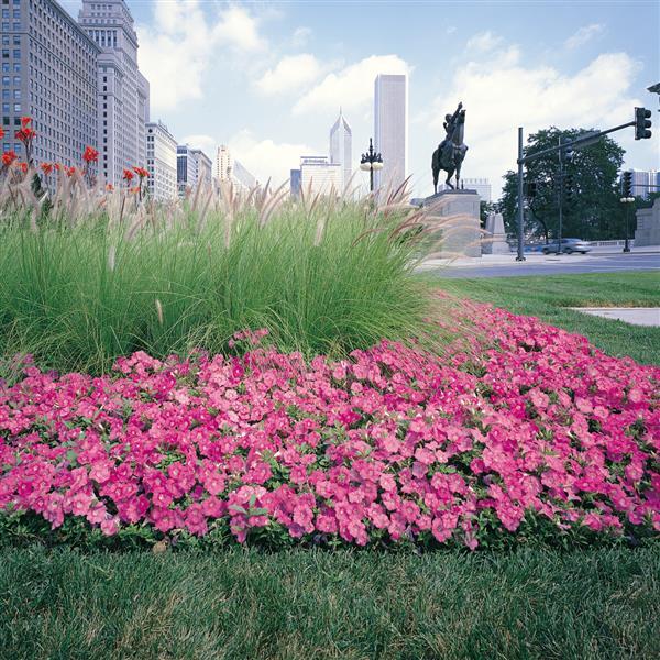 Easy Wave® Pink Spreading Petunia - Commercial Landscape 2
