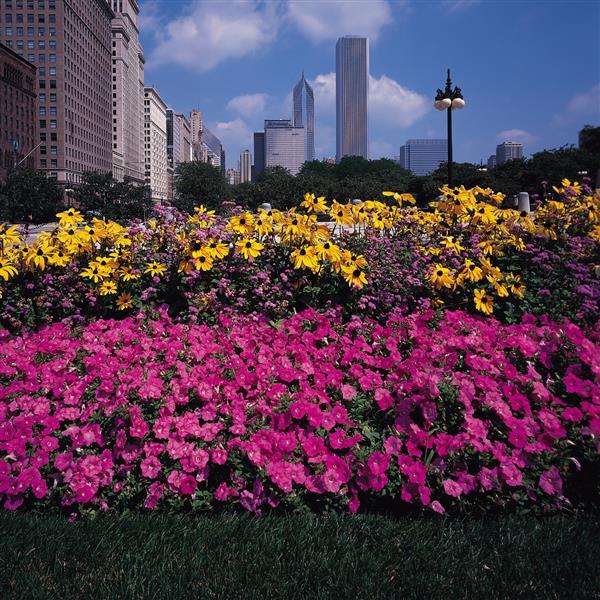 Easy Wave® Pink Spreading Petunia - Commercial Landscape 3