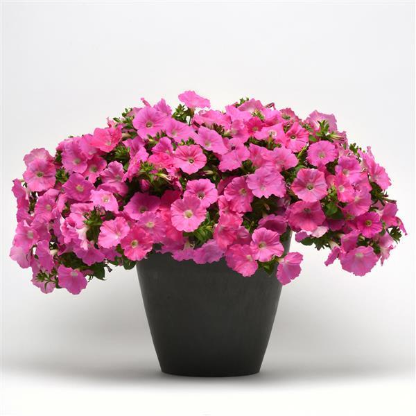 Easy Wave® Pink Spreading Petunia - Container
