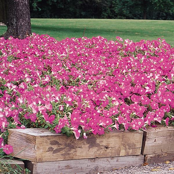 Easy Wave® Pink Spreading Petunia - Landscape