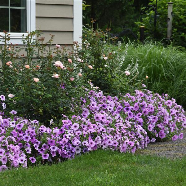 Easy Wave® Plum Vein Spreading Petunia - Landscape