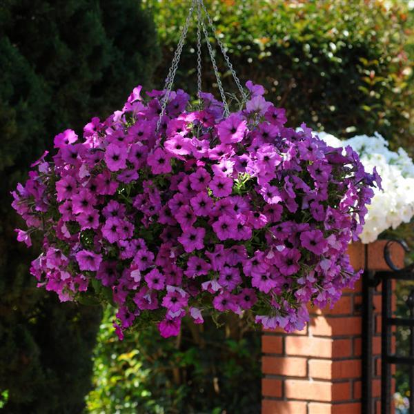 Easy Wave® Violet Spreading Petunia - Basket