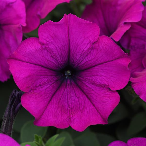 Easy Wave® Violet Spreading Petunia - Bloom