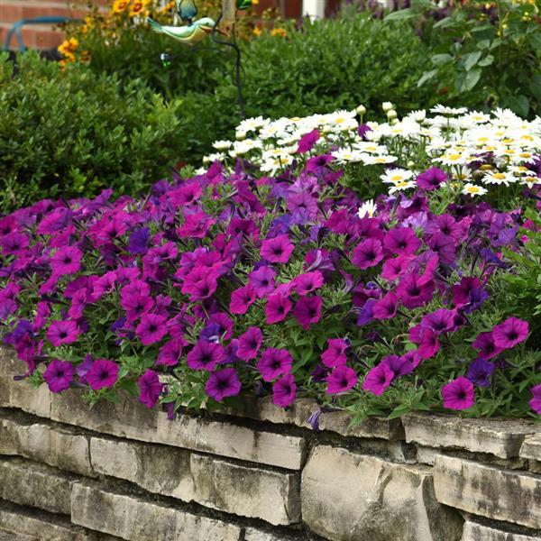 Easy Wave® Violet Spreading Petunia - Commercial Landscape 1
