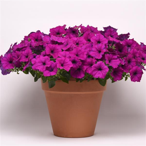 Easy Wave® Violet Spreading Petunia - Container
