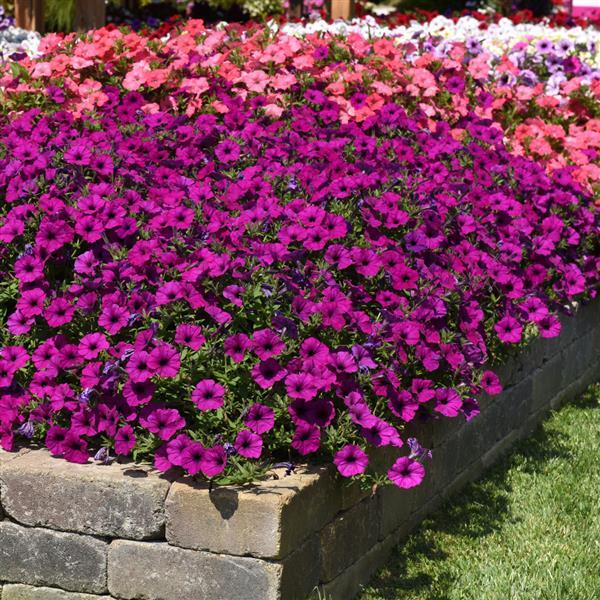 Easy Wave® Violet Spreading Petunia - Landscape