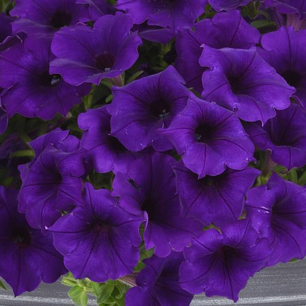 Easy Wave® Blue Improved Spreading Petunia - Bloom