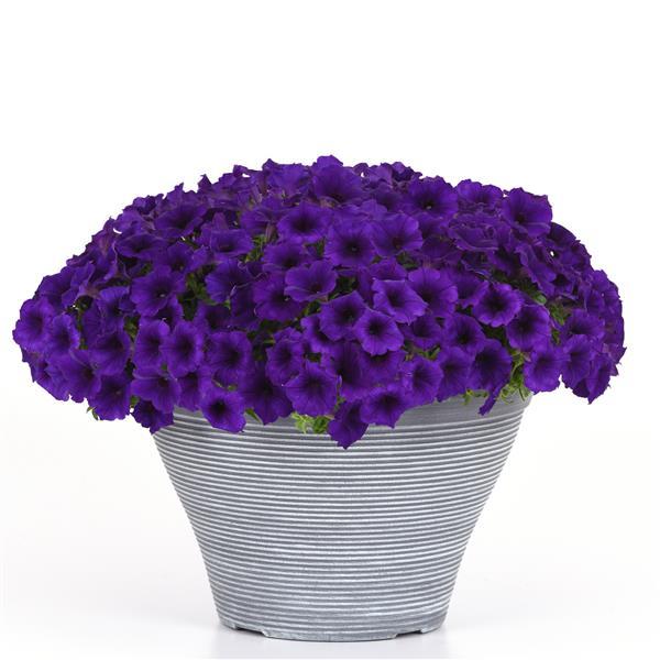 Easy Wave® Blue Improved Spreading Petunia - Container