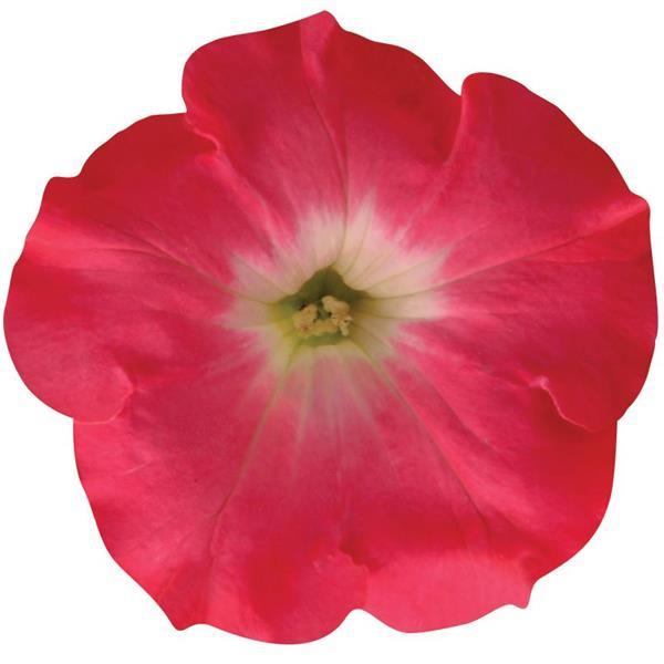 Easy Wave® Rosy Dawn Spreading Petunia - Bloom