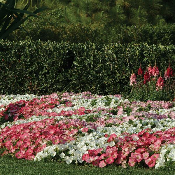 Easy Wave® Rosy Dawn Spreading Petunia - Commercial Landscape 1