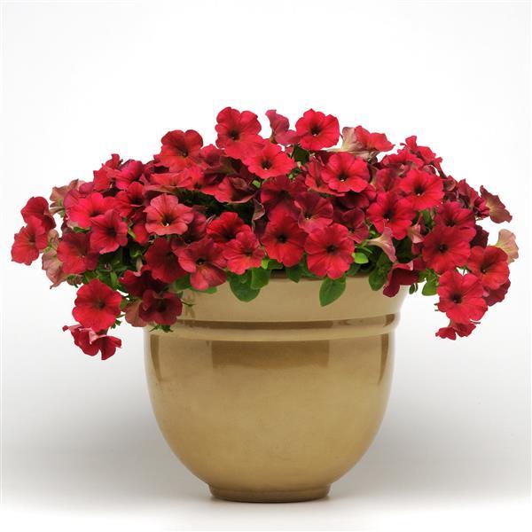 Easy Wave® Berry Velour Spreading Petunia - Container