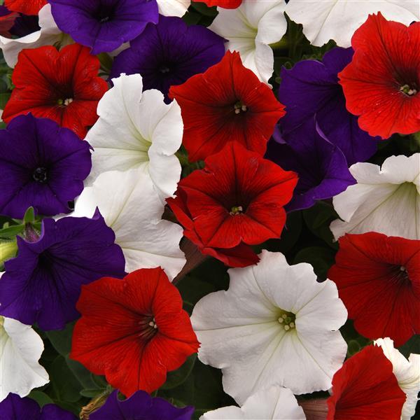 Easy Wave® The Flag Mixture Spreading Petunia - Bloom