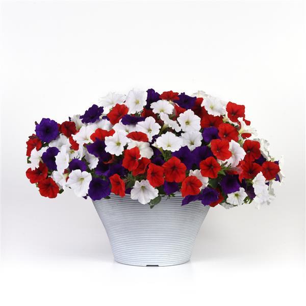 Easy Wave® The Flag Mixture Spreading Petunia - Container