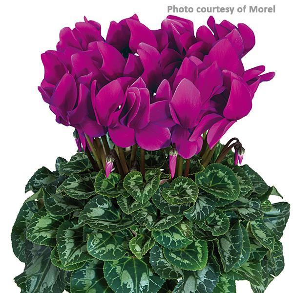 Halios® Purple Cyclamen - Bloom