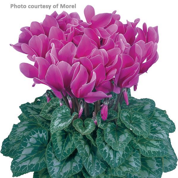 Halios® Light Purple Cyclamen - Bloom