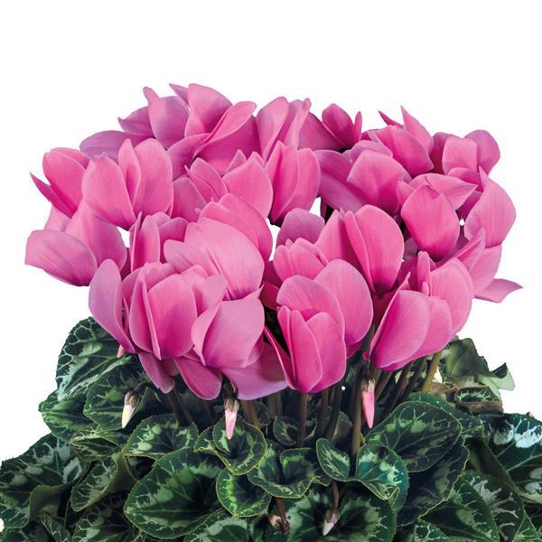 Halios® Light Rose Cyclamen - Bloom