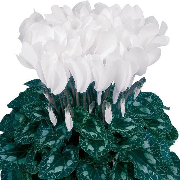 Halios® DHIVA Pure White Cyclamen - Bloom