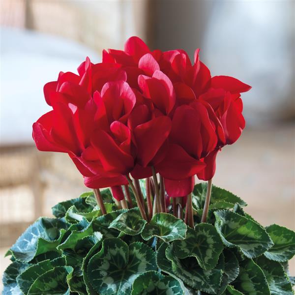 Halios® Red Allegro Cyclamen - Bloom