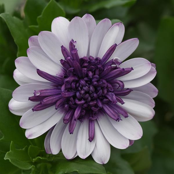 4D™ Violet Ice Osteospermum - Bloom
