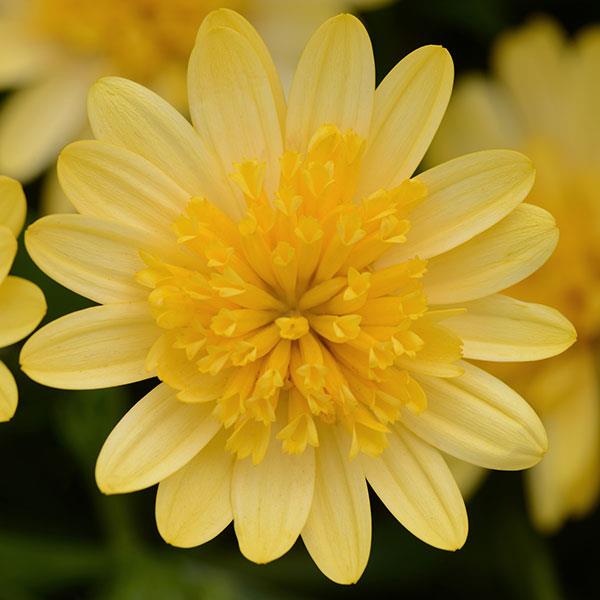 4D™ Sunburst Osteospermum - Bloom