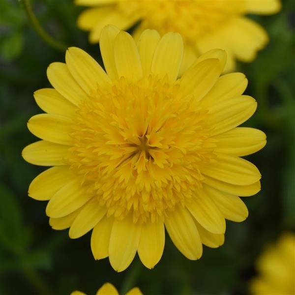 4D™ Yellow Osteospermum - Bloom