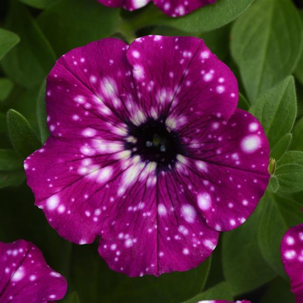 Headliner™ Electric Purple Sky Petunia - Bloom