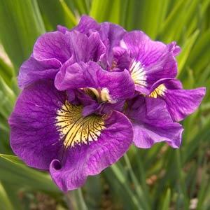 Iris sibirica Double Standard - Bloom