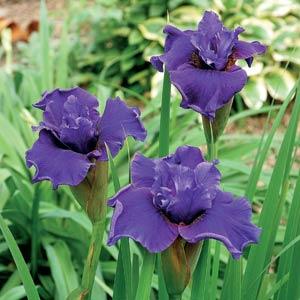 Iris sibirica Ruffled Plus - Bloom